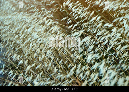 Wilde Hafer Pflanzen. Avena fatua, bekannt als das gewöhnliche Wildhafengras in der Hafergattung. Nahaufnahme Stockfoto