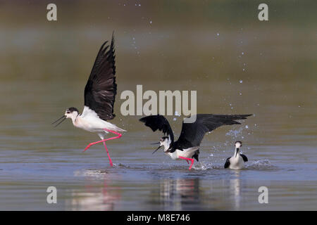 Vechtende Steltkluten, Bekämpfung von Black-winged Stelzen Stockfoto