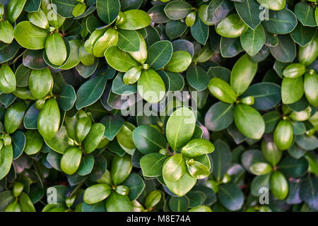 Buxus sempervirens. Frischer grüner Buxus hinterlässt Nahaufnahme als Hintergrund. Natürliches Muster, natürliche Textur Stockfoto