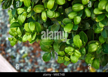 Buxus sempervirens. Frischer grüner Buxus hinterlässt Nahaufnahme als Hintergrund. Natürliches Muster, natürliche Textur Stockfoto