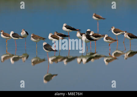 Groep Steltkluten; Gruppe von Black-winged Stelzen Stockfoto