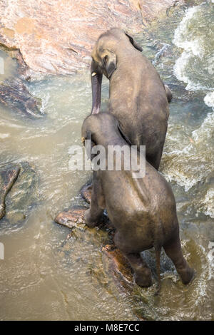Großen Asiatischen Elefanten entspannen, baden und die Kreuzung tropischen Fluss. Erstaunliche Tiere in der freien Natur von Sri Lanka Stockfoto