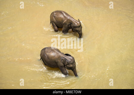 Großen Asiatischen Elefanten entspannen, baden und die Kreuzung tropischen Fluss. Erstaunliche Tiere in der freien Natur von Sri Lanka Stockfoto