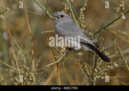 Blackstart nach thront; Zwartstaart zittend Volwassen Stockfoto