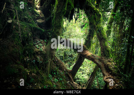 Geheimnisvolle Landschaft des nebligen Wald. Schrägen Baumstamm und Wurzeln mit dicken grünen Moos gegen hohe bewachsene Stämme der exotischen Pflanzen für den Hintergrund. Stockfoto