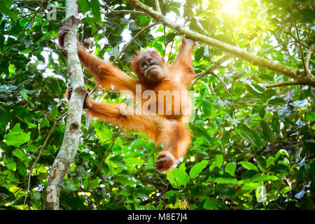 Cute Baby Orang-utan hängen auf Zweig und um gegen dicke grüne Laub auf Hintergrund. Äffchen ruht auf Baum in exotischen Regenwald. Ein Stockfoto