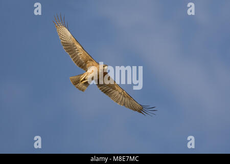 Onvolwassen Havikarend in Vlucht; unreif Bonelli Adler im Flug Stockfoto