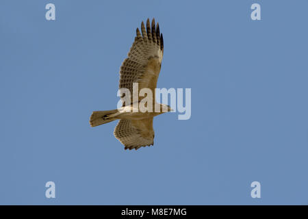 Onvolwassen Havikarend in Vlucht; unreif Bonelli Adler im Flug Stockfoto