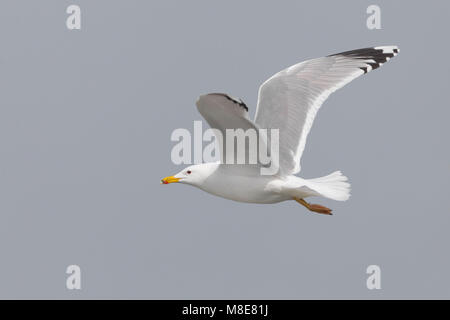 Gabbiano del Caspio; Caspian Gull, Larus cachinnans Stockfoto