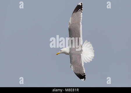 Gabbiano del Caspio; Caspian Gull, Larus cachinnans barabensis Stockfoto