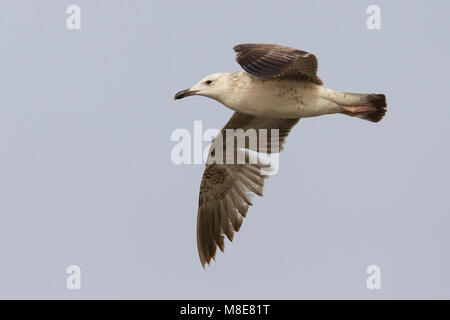 Gabbiano del Caspio; Caspian Gull: Larus cachinnans Cachinnans Stockfoto