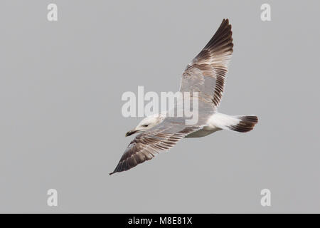 Gabbiano del Caspio; Caspian Gull: Larus cachinnans Cachinnans Stockfoto