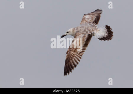 Gabbiano del Caspio; Caspian Gull: Larus cachinnans Cachinnans Stockfoto