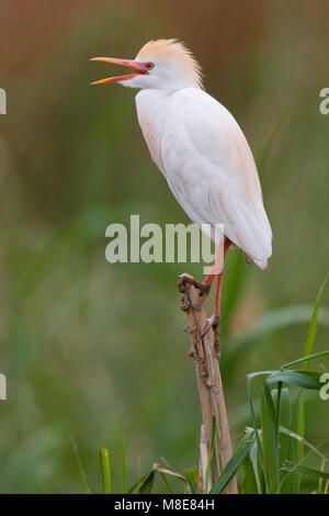 Koereiger roepend Volwassen; Kuhreiher nach Aufruf Stockfoto