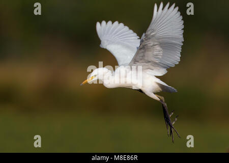 Winterkleed Koereiger in de Vlucht; Nicht-Zucht Kuhreiher im Flug Stockfoto