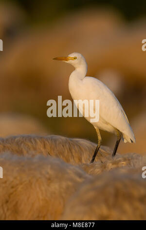 Winterkleed Koereiger zittend op een Koe; Nicht-Zucht Kuhreiher auf einer Kuh gehockt Stockfoto