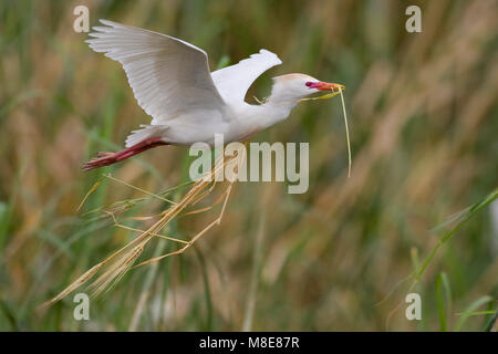 Koereiger volwassen vliegend met Tak; Kuhreiher erwachsenen Fliegen mit dem Zweig Stockfoto