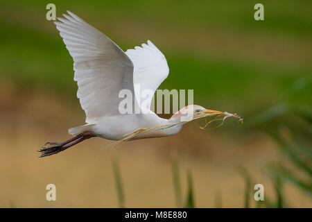 Koereiger volwassen vliegend met Tak; Kuhreiher erwachsenen Fliegen mit dem Zweig Stockfoto