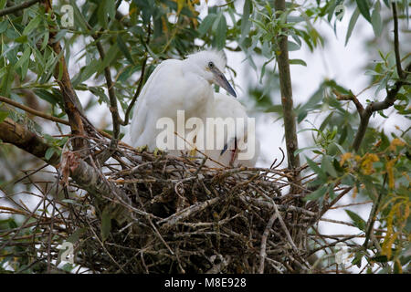 Kleine Zilverreigers in het Nest; wenig Reiher im Nest Stockfoto