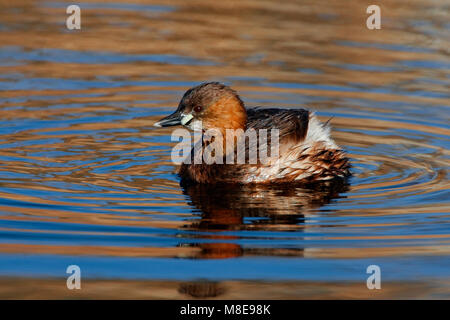 Dodaars zwemmend; Zwergtaucher schwimmen Stockfoto