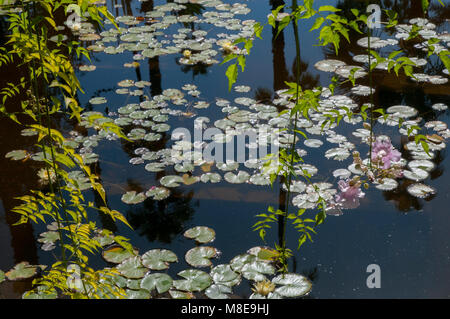 Die seerose Pool im Jardin Majorelle (Majorelle Garten), eine große Touristenattraktion in Marrakesch, Marokko. Stockfoto