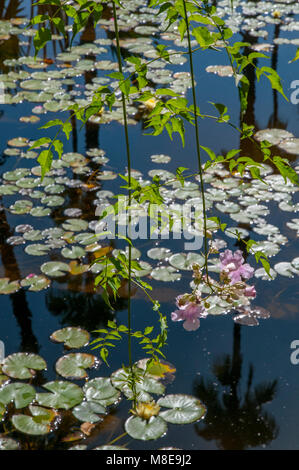 Die seerose Pool im Jardin Majorelle (Majorelle Garten), eine große Touristenattraktion in Marrakesch, Marokko. Stockfoto