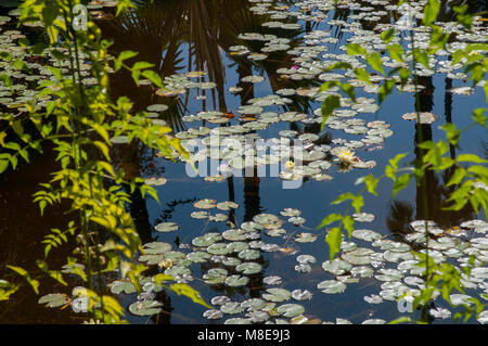 Die seerose Pool im Jardin Majorelle (Majorelle Garten), eine große Touristenattraktion in Marrakesch, Marokko. Stockfoto