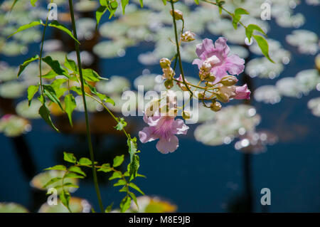 Die seerose Pool im Jardin Majorelle (Majorelle Garten), eine große Touristenattraktion in Marrakesch, Marokko. Stockfoto