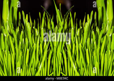 Saftige, grüne Gras, close-up, das Hintergrundbild Stockfoto