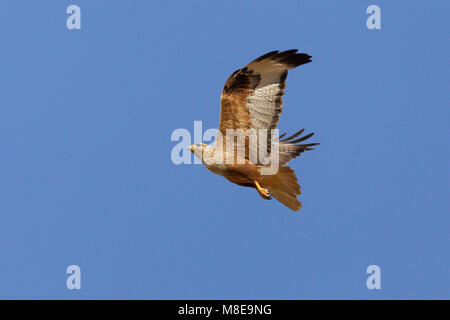 In Arendbuizerd vlucht; Long-legged Buzzard im Flug Stockfoto