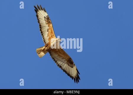 In Arendbuizerd vlucht; Long-legged Buzzard im Flug Stockfoto