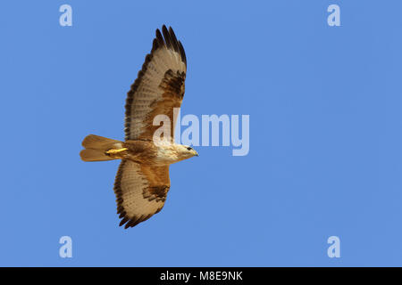 In Arendbuizerd vlucht; Long-legged Buzzard im Flug Stockfoto