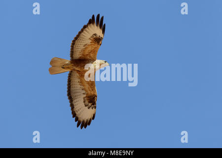 In Arendbuizerd vlucht; Long-legged Buzzard im Flug Stockfoto