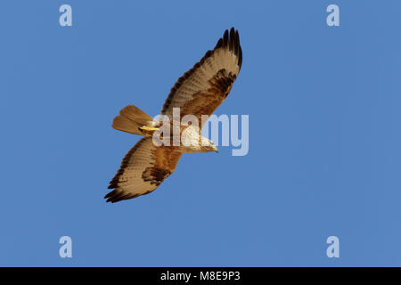 In Arendbuizerd vlucht; Long-legged Buzzard im Flug Stockfoto