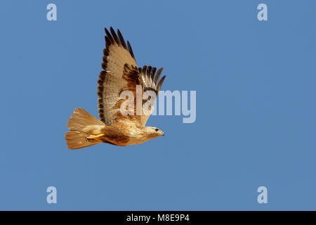 In Arendbuizerd vlucht; Long-legged Buzzard im Flug Stockfoto