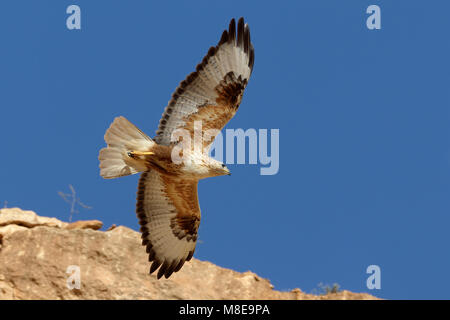 In Arendbuizerd vlucht; Long-legged Buzzard im Flug Stockfoto