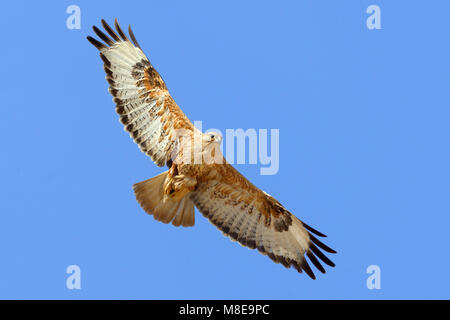 In Arendbuizerd vlucht; Long-legged Buzzard im Flug Stockfoto