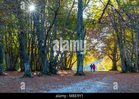 Herbst in Canfaito Holz, San Severino Marche Dorf, Macerata, Marken, Italien Stockfoto