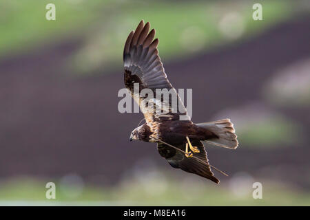 Vrouwtje Bruine Kiekendief in de vlucht met nestmateriaal; Weiblicher Rohrweihe im Flug mit Nistmaterial Stockfoto