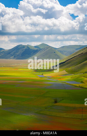 Blüte in der Ebene von Castelluccio Di Norcia Dorf, Gebiet von Perugia, Umbrien, Italien Stockfoto