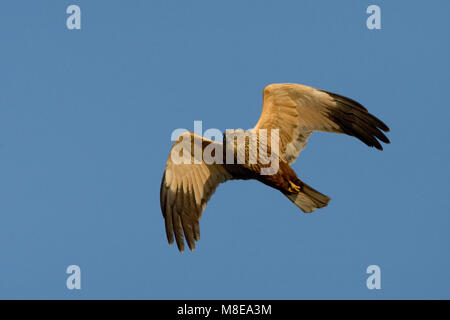 Mannetje Bruine Kiekendief in Vlucht; Männliche Western Rohrweihe im Flug Stockfoto