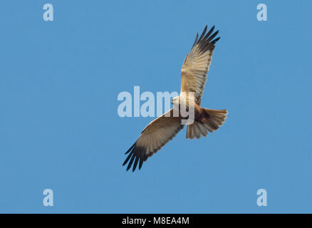 Mannetje Bruine Kiekendief in Vlucht; Männliche Western Rohrweihe im Flug Stockfoto