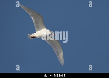 Zwartkopmeeuw; Mediterranean Gull Stockfoto