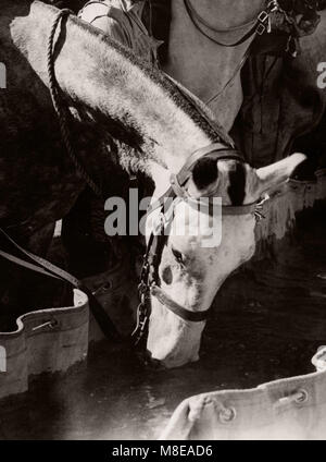 1943 Syrien - Trans-Jordan oder Trans-Jordanian Frontier Force TJFF Armee regiment Stockfoto