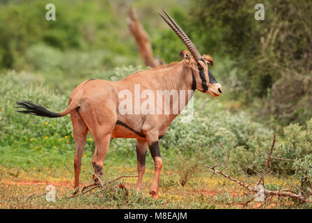 - Oryx gazella Beisa Oryx beisa, große Antilope aus afrikanischen Savannen, Tsavo Nationalpark, Kenia. Stockfoto