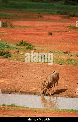 - Oryx gazella Beisa Oryx beisa, große Antilope aus afrikanischen Savannen, Tsavo Nationalpark, Kenia. Stockfoto