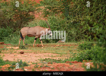 - Oryx gazella Beisa Oryx beisa, große Antilope aus afrikanischen Savannen, Tsavo Nationalpark, Kenia. Stockfoto