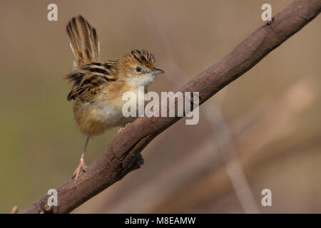 Graszanger zittend op Tak; Zitting Cisticola thront auf Zweig Stockfoto