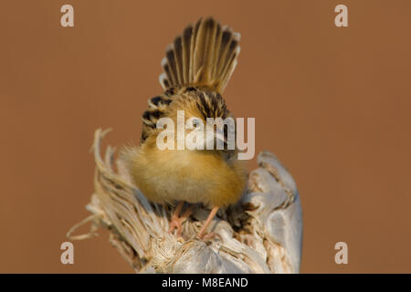 Takje Graszanger op; Zitting Cisticola thront auf Zweig Stockfoto