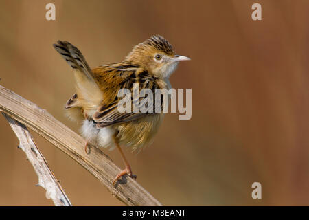 Takje Graszanger op; Zitting Cisticola thront auf Zweig Stockfoto